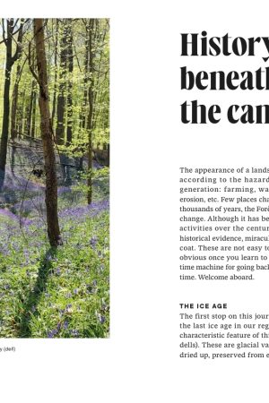 Alternative view of THE FORET DE SOIGNES (EN)